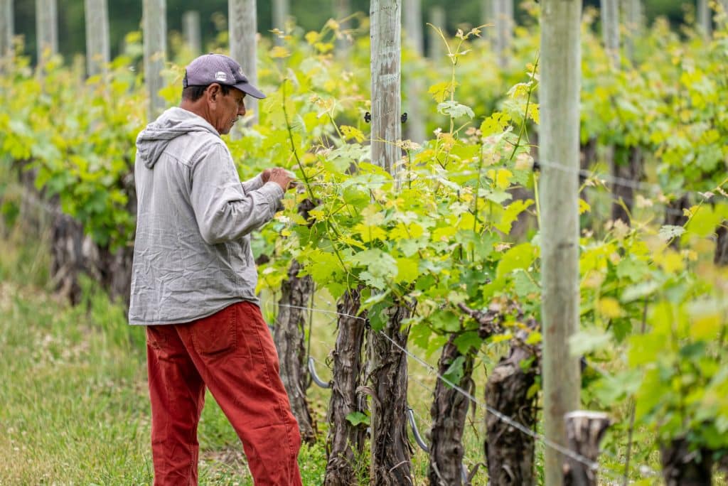 viticulture et formation